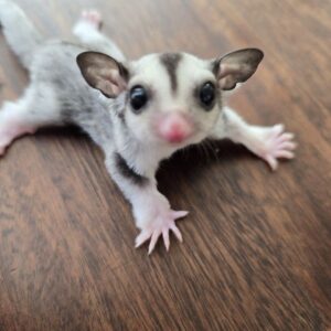 SUGAR GLIDERS